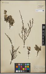 Foto von Salix purpurea L. x Salix repens L.